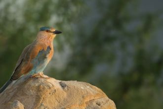 Bird Watching in Margalla Hills in Winter