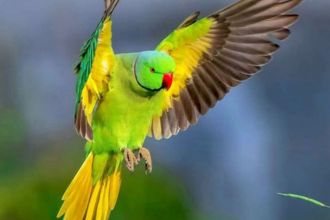 Birdwatching in Pakistan in Early Summer