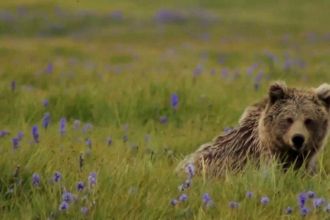 Deosai-brown-bears